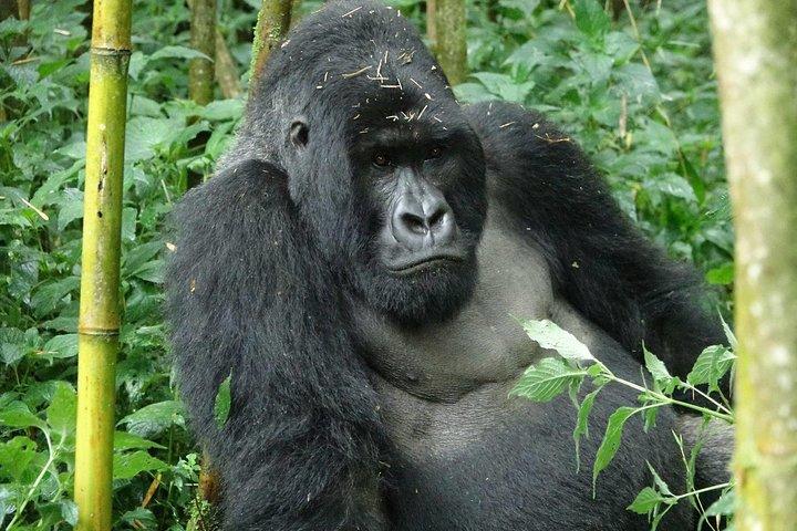 Gorilla trekking Transfer From Kigali