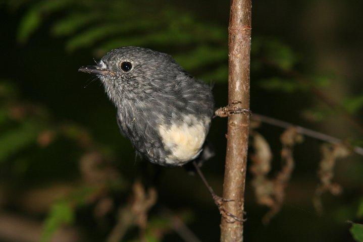One Day Birding Adventure