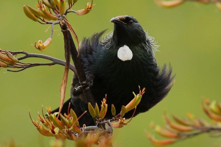 One Day Birding Adventure