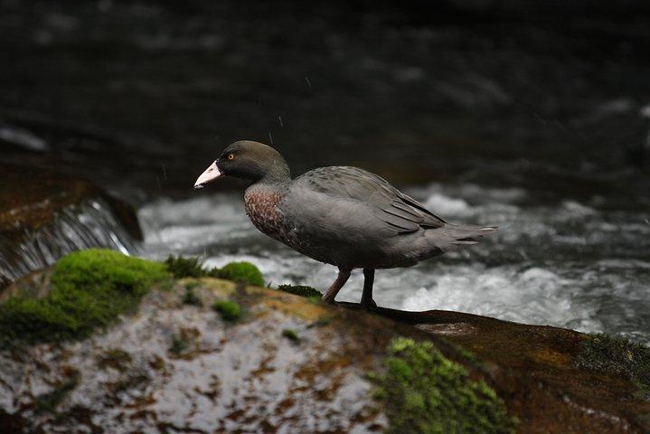 One Day Birding Adventure