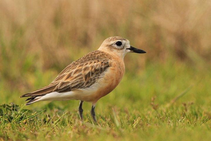 One Day Birding Adventure