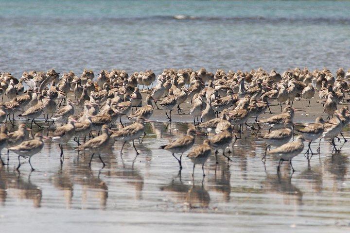 One Day Birding Adventure