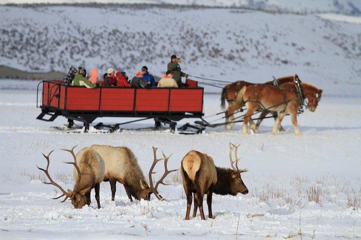 Grand Teton et National Elk Refuge Winter Wonderland Aventure d'une journée complète