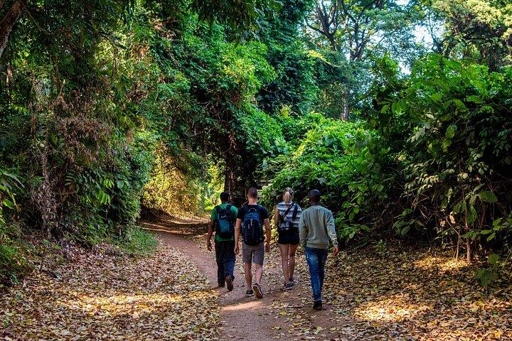 Rau Forest Nature Walk (Eine Reise - Ein Baum)