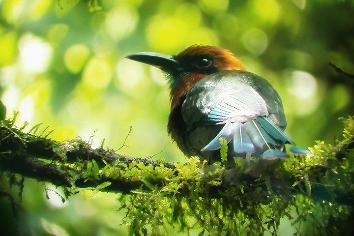 Tour di birdwatching al Parco Mistico
