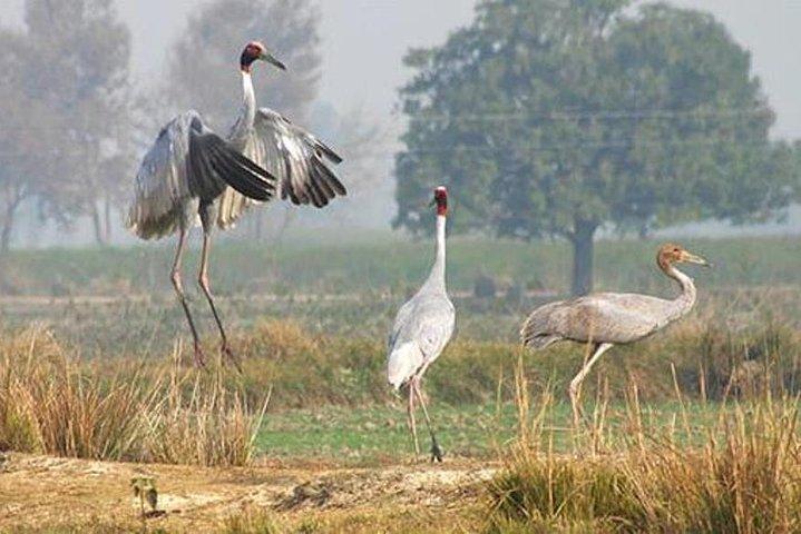 Jeep-Safari für Sarus-Kraniche im National Chambal Sanctuary von Agra