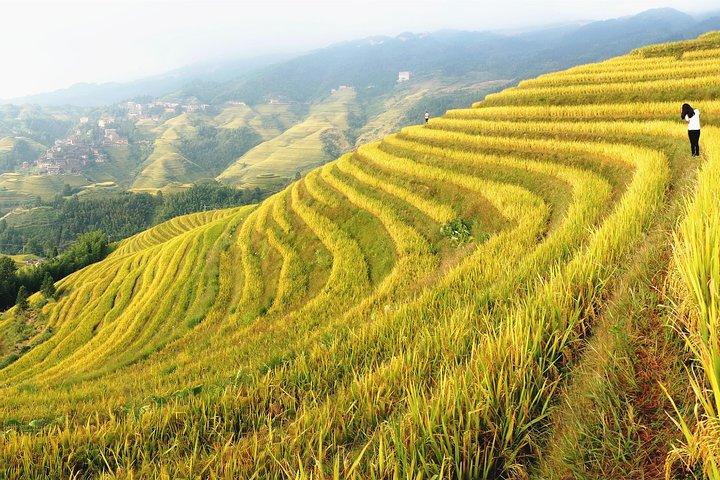 Fra Guilin / Yangshuo: Longji risterrasser og etnisk mindretal Village Day Tour