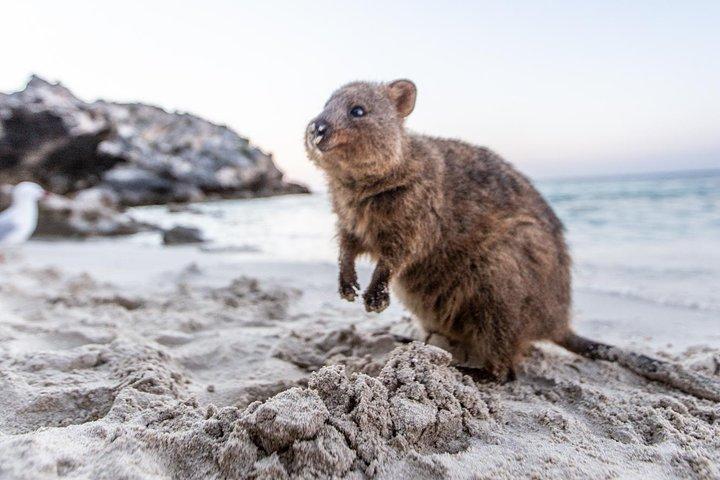 Tour completo dell'isola di Rottnest, Grand Island, da Fremantle