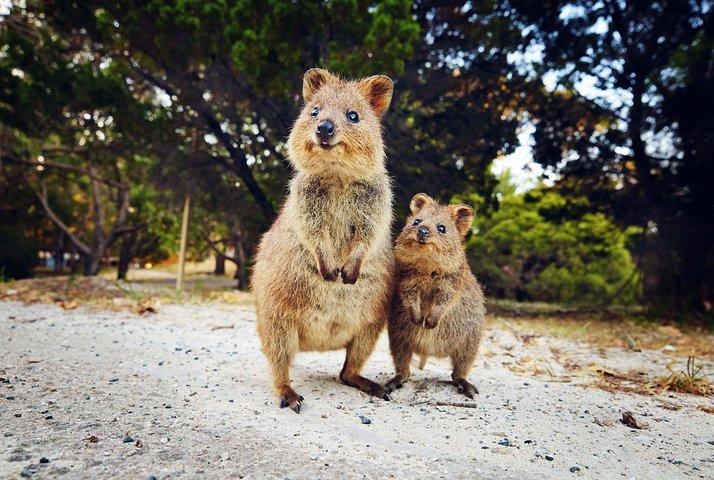 Tour completo dell'isola di Rottnest, Grand Island, da Fremantle