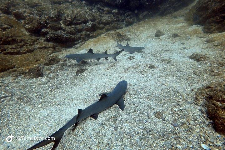 Prueba Buceo / Buceo básico
