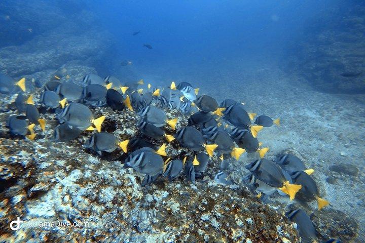 Prueba Buceo / Buceo básico