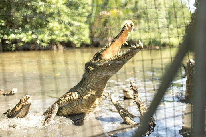 Small-Group Tour to Can Gio Vam Sat Mangrove Forest