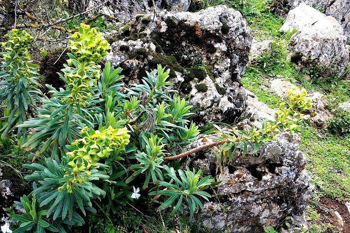 Private trail in El Torcal from Marbella or Malaga