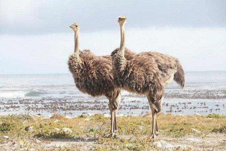 #1 ボルダーズペンギン＆ケープポイント全日ツアー（送迎付き）