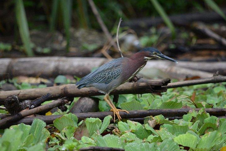 プエルトリモンからのカウイータ国立公園への1日ツアー