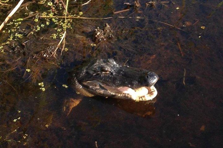 1 - Avondtocht met de Airboat