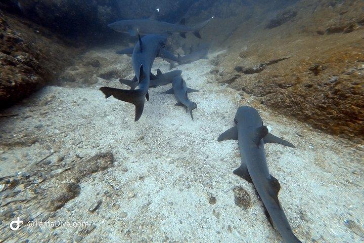 Prøv Scuba Diving / Basic Diver