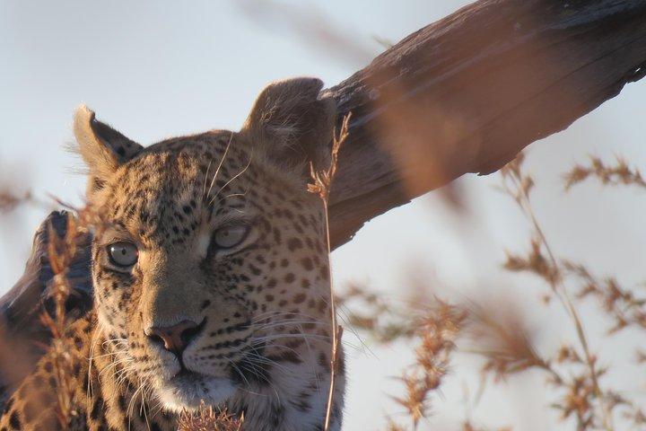 5 dias Safari Leopard