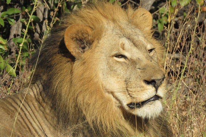 5 Dagen Leopard Safari
