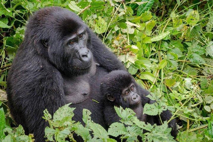 Gorilla-sporing og Batwa-kulturoplevelse