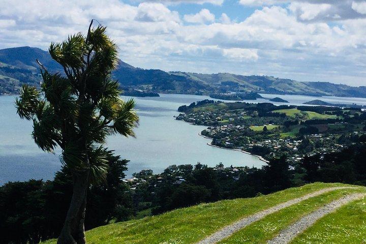 Excursion à terre : ville de Dunedin, péninsule d'Otago, jardins du château et visite d'Olveston
