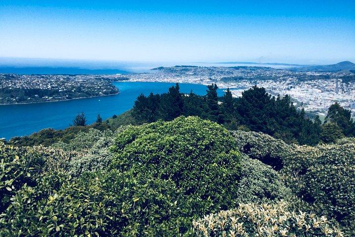 Excursion à terre : ville de Dunedin, péninsule d'Otago, jardins du château et visite d'Olveston