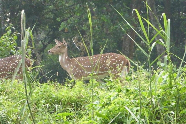 8 Tage Luxusreise nach Nepal