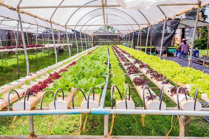 Visite privée de la ville de l'eau ancienne de Fengjing avec une visite de la ferme écologique de Shanghai