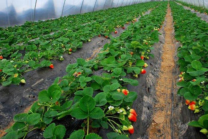 Visite privée de la ville de l'eau ancienne de Fengjing avec une visite de la ferme écologique de Shanghai