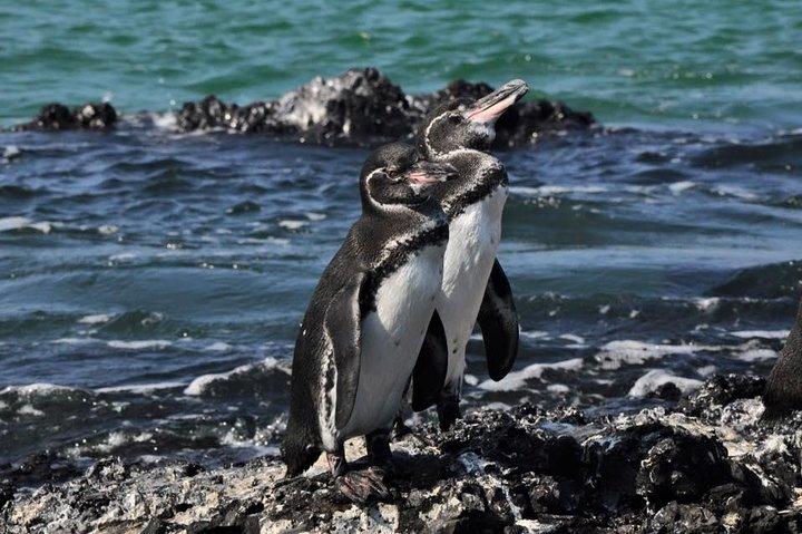 6 - Dia de Galápagos Island Hopping Tour: Santa Fe, Santa Cruz e Los Tuneles