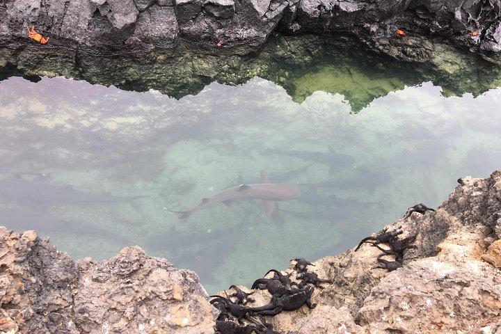 6 - Dia de Galápagos Island Hopping Tour: Santa Fe, Santa Cruz e Los Tuneles