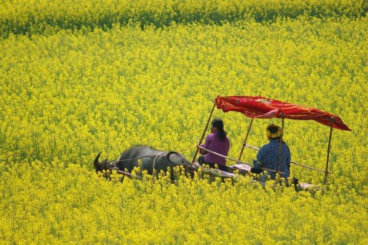 昆明と羅平への5日間のカラフルで詳細な旅行