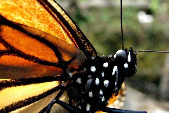 7 Day-Monarch Butterfly Ecofriendly Tour in Mexico