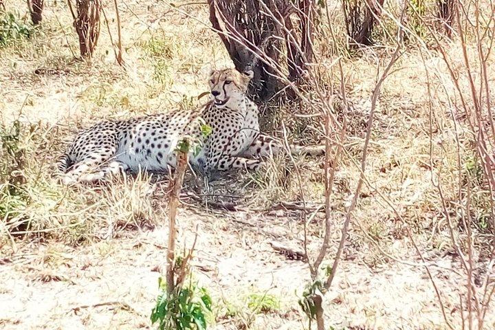 3 dias de safári de migração Maasai mara da cidade de Mombasa