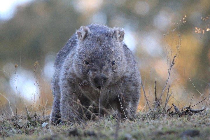 Ultimate Blue Mountains and Wildlife Tour