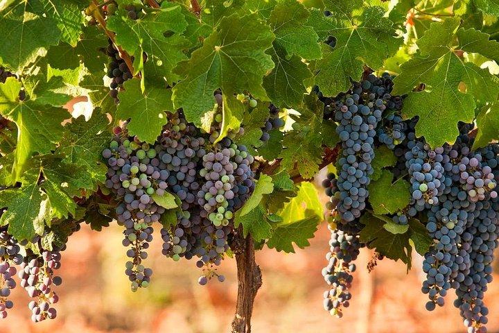 Private Weintour durch Nordisrael