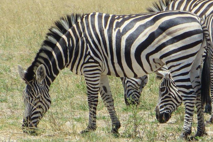 Hwange 2 notti Bush Camping e Safari