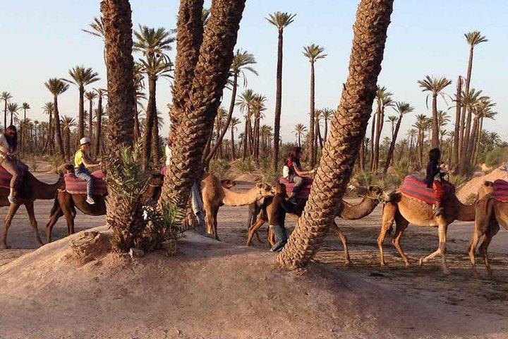 Camel ride in Marrakech palm grove