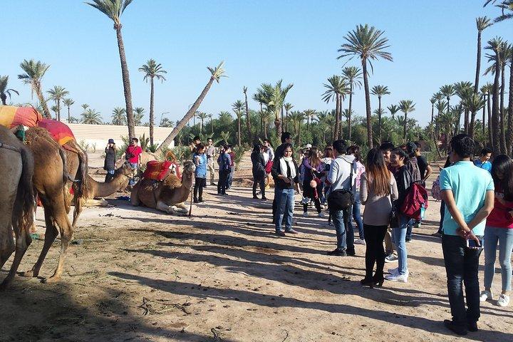 Kameltur i Marrakech