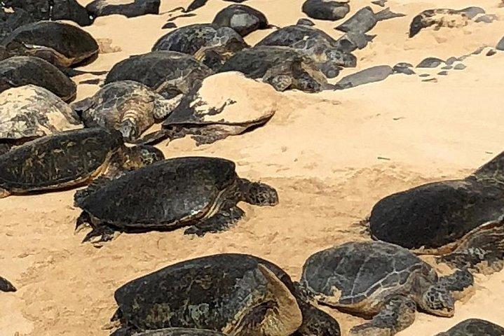 Tour Privado: OAHU, MAUI, KAUAI ou BIG ISLAND: Escolha qualquer Ilha