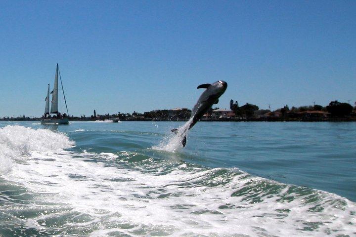 Dolphin Racer äventyrskryssning i St Pete