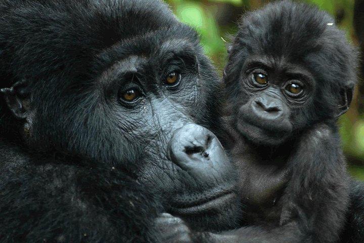 Gorilla Tracking & Batwa Kultur Erfahrung