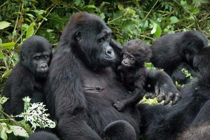 Gorilla Tracking & Batwa Kultur Erfahrung