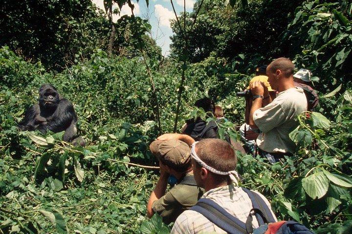 Gorilla Tracking & Batwa Kultur Erfahrung