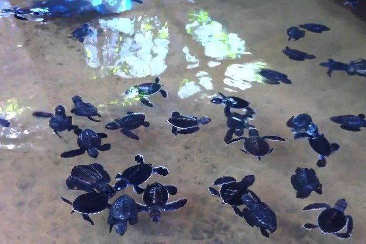 リバーサファリ、ウミガメ、高床式漁師とのゴール日帰り旅行