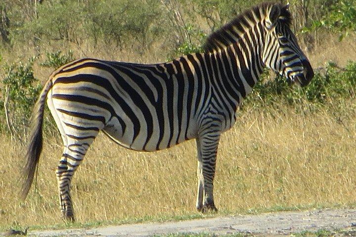Chobe Safari Overnight Camping Trip