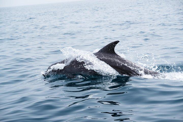 Tour per osservare i delfini in Oman