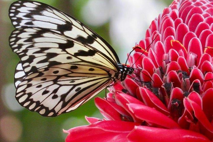 Houston Museum of Natural Science och Cockrell Butterfly Center