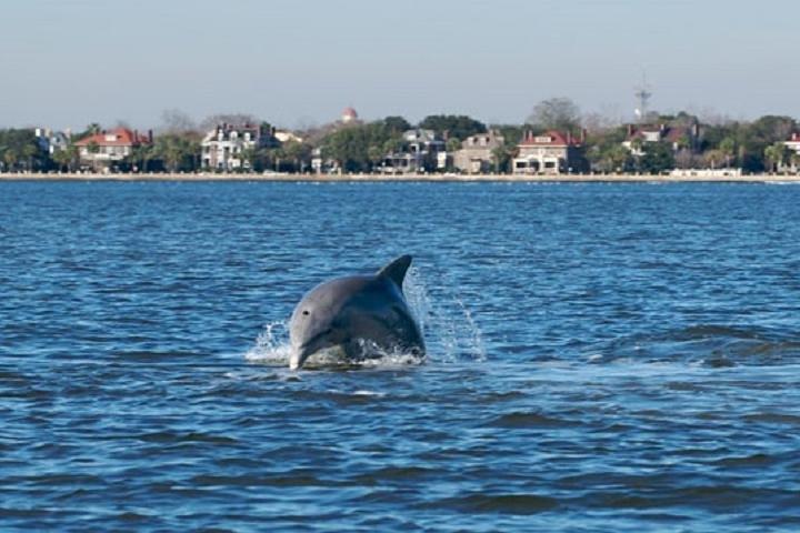 Afternoon Schooner Sightseeing Delfinkryssning på Charleston Harbor