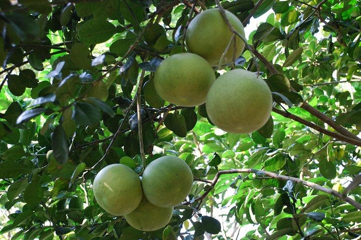 Mekong Delta Tour Inclusief Cai Be drijvende markten van Ho Chi Minh City